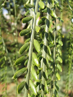 parkinsonia aculeata - licie